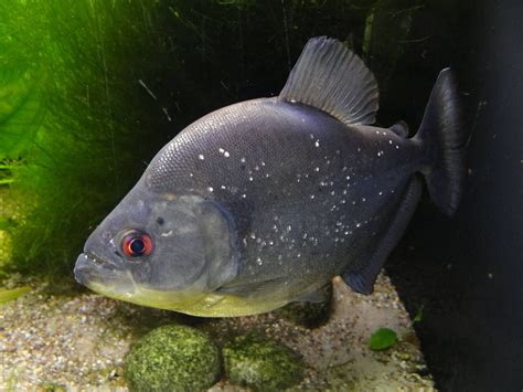 Blue Diammond Piranha – Color Aquatics.